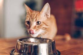 why your cat eats too fast what to do