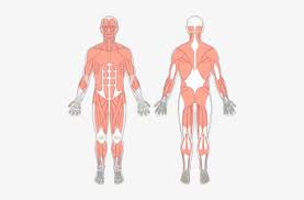 Choose from 500 different sets of flashcards about muscles anatomy getbodysmart on quizlet. Tibialis Anterior Getbodysmart Muscular System Free Transparent Png Download Pngkey
