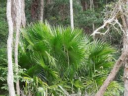 Livistona australis - Palmpedia - Palm Grower's Guide
