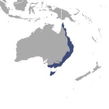 Common Ringtail Possum Wikipedia