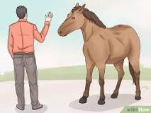 how-do-you-talk-to-a-horse