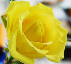 yellow rose flower rose yellow hd
