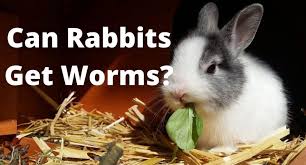can rabbits get worms how to best