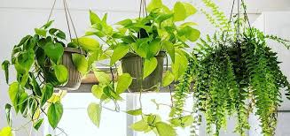 One of the more versatile indoor hanging plants, the pothos is one of the houseplants that can purify and clean the air. The Top 15 Hanging Indoor Plants