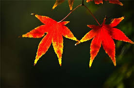 唐诗美词解析，万里风烟接素秋，秋天何以称“素秋”？
