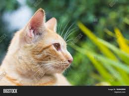 I love cats crazy cats cool cats orange tabby cats red cat cute kittens cats and kittens cats meowing kitty cats. Orange Cat Look Some Image Photo Free Trial Bigstock