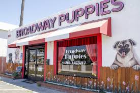 We are the premier pet store in the indianapolis area. Judge Orders Escondido Santee Pet Stores To Stop Selling Puppies The Coast News Group