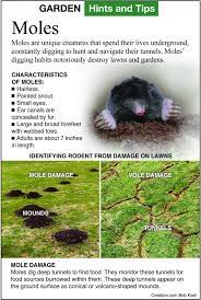 how to control moles in your yard