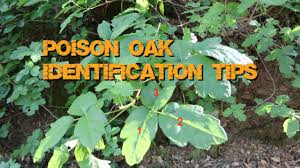 poison oak basic identification you