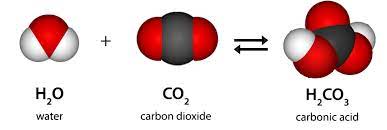 Lesson 6 10 Carbon Dioxide Can Make A