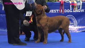Manchester Dog Show 2017 Working Group Full Youtube