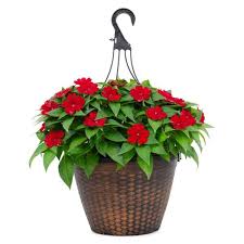 We will check, pack and send everything you buy. Sunpatiens 2 Gal Sunpatiens Red Impatien Outdoor Annual Plant With Red Flowers In 12 In Hanging Basket Dc12hbsunred The Home Depot