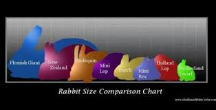 Size Chart Rabbit Pet Rabbit Rabbit Breeds