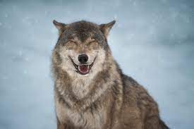 Самый добрый волк | Пикабу