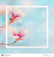white frame with magnolia flowers a