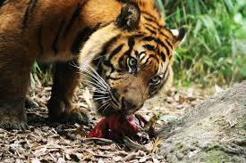 Image result for sumatran tiger