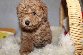poodle in victoria dogs puppies