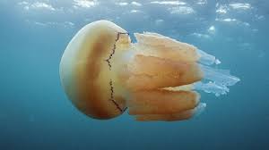 Barrel Jellyfish The Wildlife Trusts