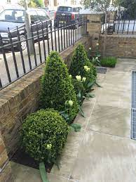 Buxus Box Cones And Balls With White