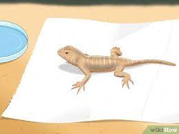 how to take care of lizard eggs with