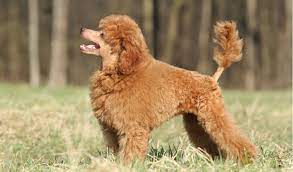 toy poodle facts and information petcoach