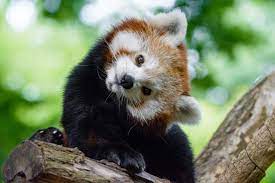 Mark dumont via compfight cc. 12 Ways Red Pandas Are Unique And Cute Red Panda Network