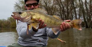 7 Walleye Fishing Tips Asked And