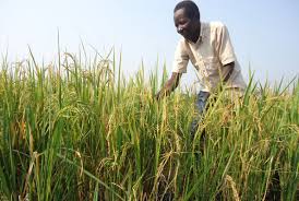 Image result for Swamp Rice Cultivation Techniques in Nigeria