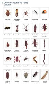 Bed Bug Identification Chart Bug Identification2 Bug