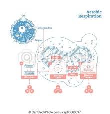 Aerobic and anaerobic respiration are the two types of cellular respiration found in organisms. Aerobic Respiration Bio Anatomical Vector Illustration Diagram Labeled Medical Scheme Aerobic Respiration Bio Anatomical Canstock