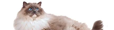 large cat breeds the biggest domestic