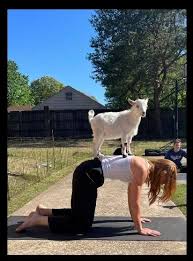 independence day goat yoga kids out
