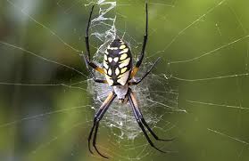 learn about spiders in oregon pointe