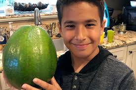 Image result for Huge avocado