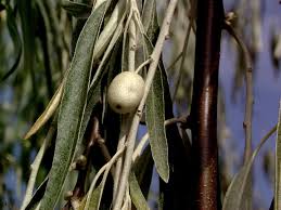 Its fruits grow in clusters during summer. Elaeagnus Angustifolia Russian Olive Oleaster Van Den Berk Nurseries