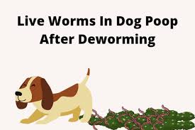 Live Worms In Dog After Deworming