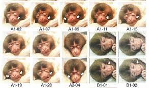 so cute baby monkeys reveal the