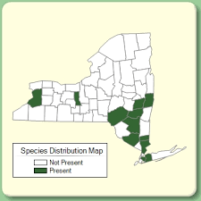 Aethusa cynapium - Species Page - NYFA: New York Flora Atlas