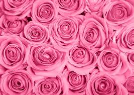 pink roses images