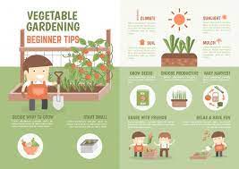 infographic how to grow vegetable