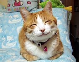 Image result for cute cat pics