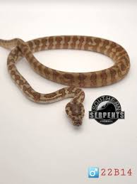 caramel het albino carpet python