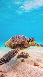 18 hawaiian sea turtle wallpapers