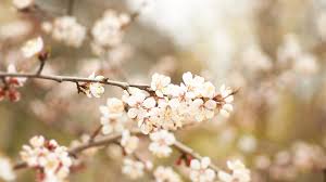 Apricot Blossom Nature 7041115