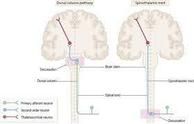 sensory and motor pathways neupsy key