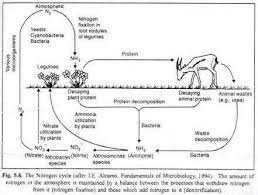1 Draw A Well Labelled Diagram Of Nitrogen Cycle On Chart P