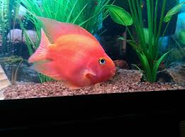 Hoplarchus psittacus, or the true parrot cichlid, can live up to 10 years in captivity. Blood Parrot Cichlid Care Guide Tank Size Tank Mates