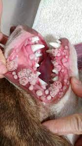 Bệnh truyền nhiễm u nhú ở chó