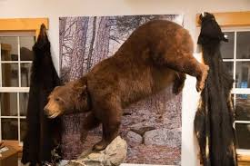 Bear Rug On Wall Ideas 4 Popular Ways
