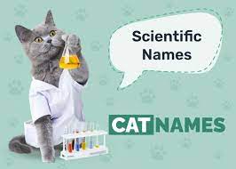 scientific cat names 180 great ideas
